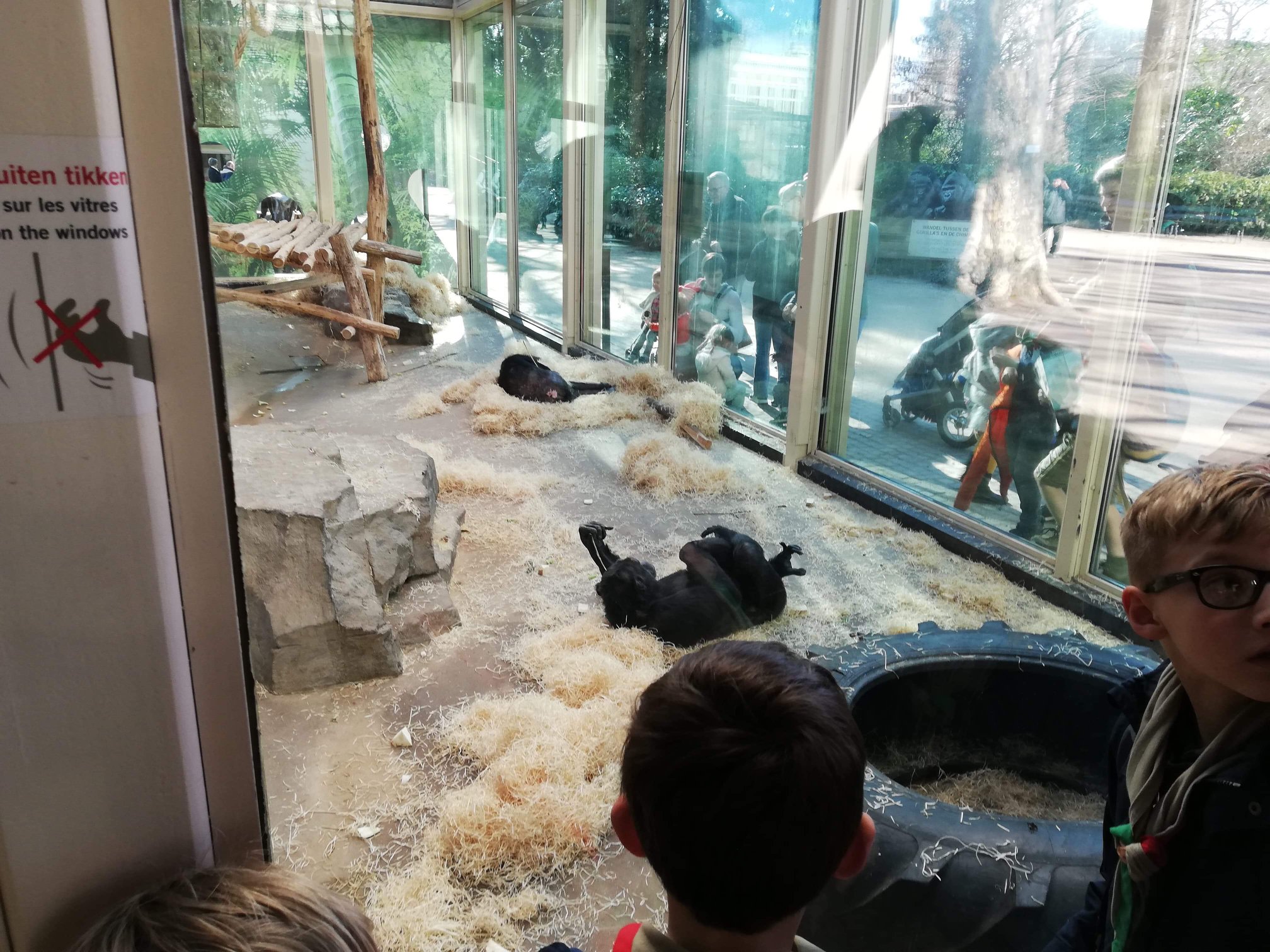 Sint-Martinus den XIIde - Zoo Antwerpen Kapoenen